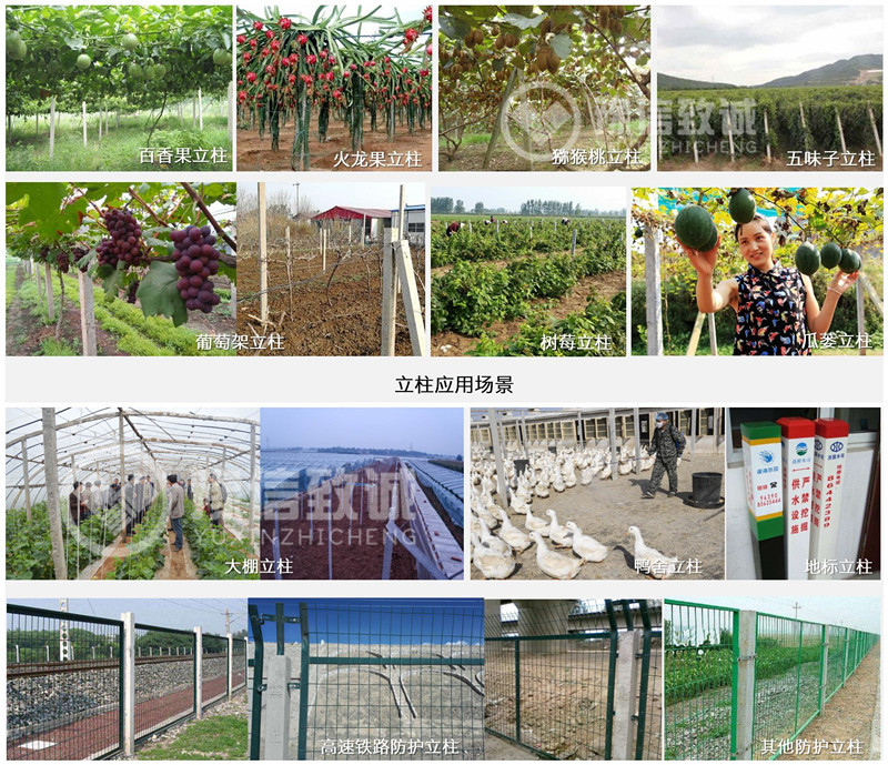葡萄架立柱應用現場